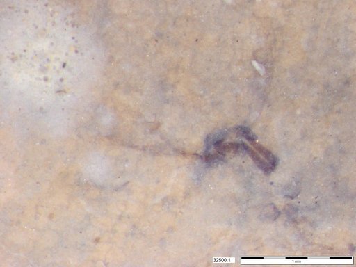 Chaoboridae