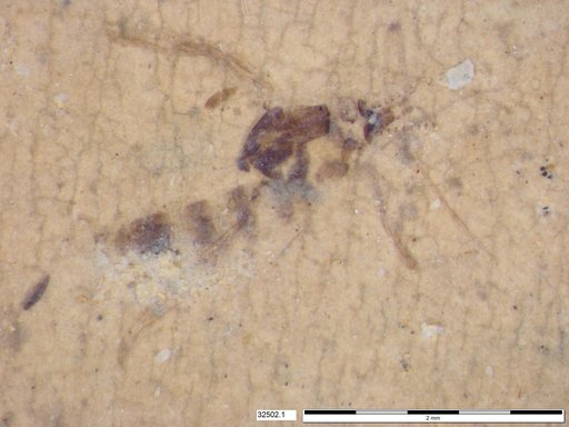 Chaoboridae