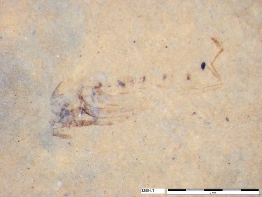 Genus sp