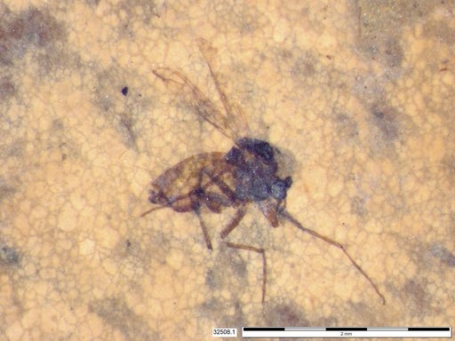 Diptera