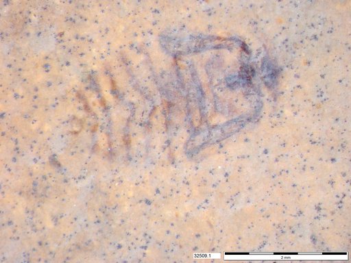 Corixidae