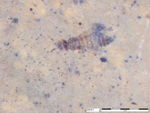 Genus sp