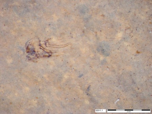 Genus sp