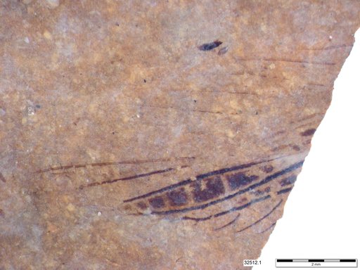 Insecta