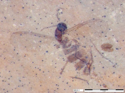 Genus sp