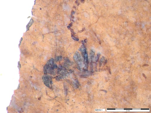 Formicidae