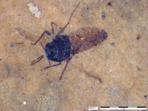 Diptera