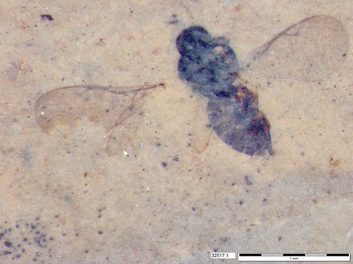 Genus sp