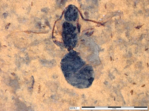 Formicidae