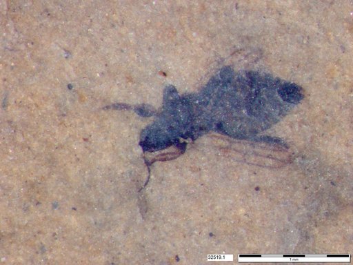 Genus sp