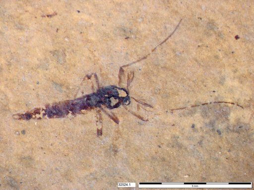 Genus sp