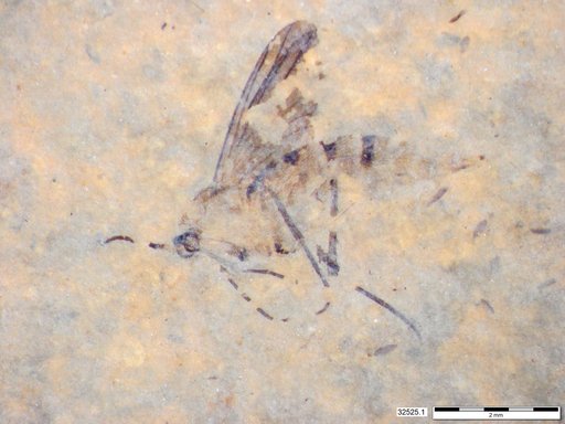 Diptera