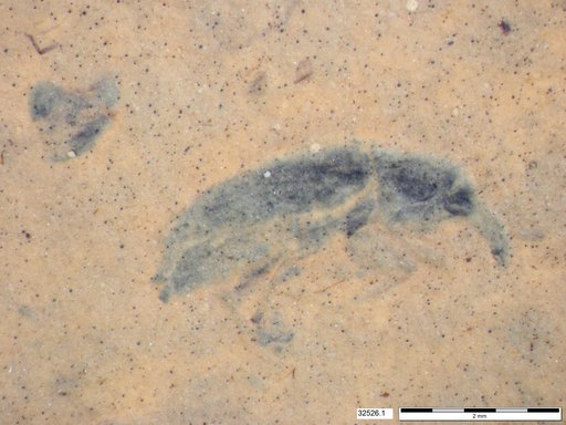 Genus sp