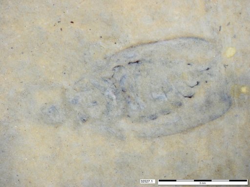 Insecta
