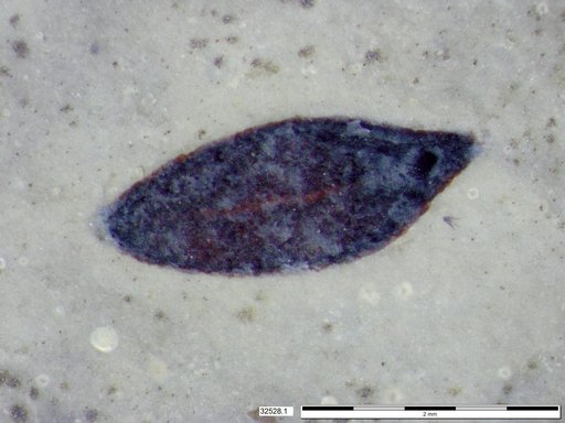 Tracheophyta