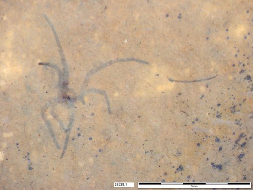 Genus sp