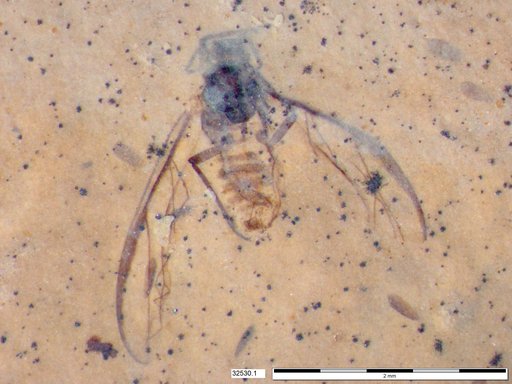 Aphididae