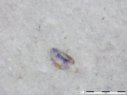 Tracheophyta