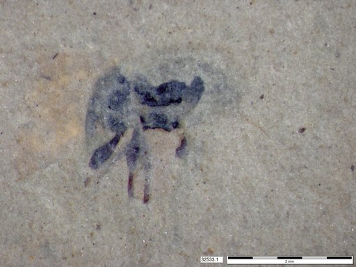 Genus sp