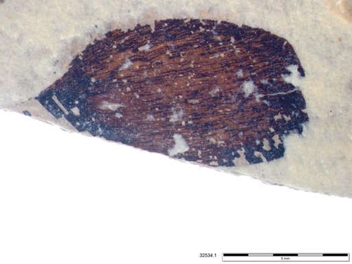Tracheophyta
