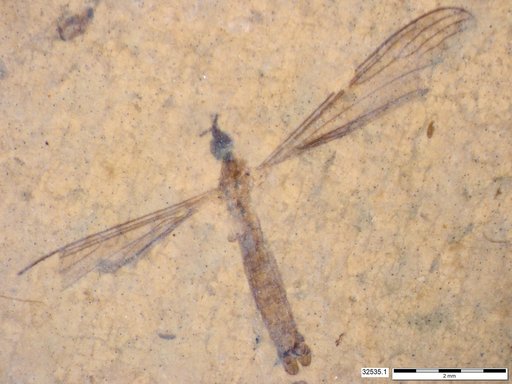 Diptera