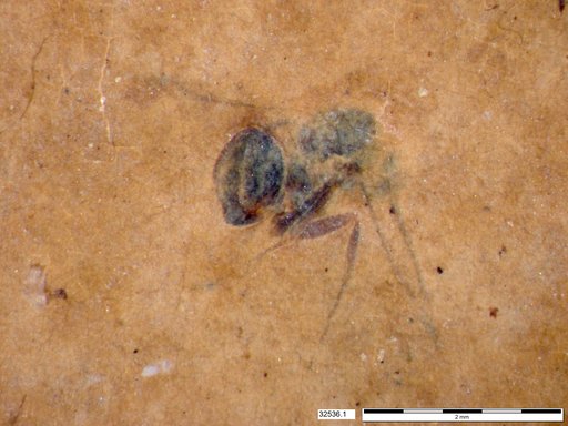 Formicidae