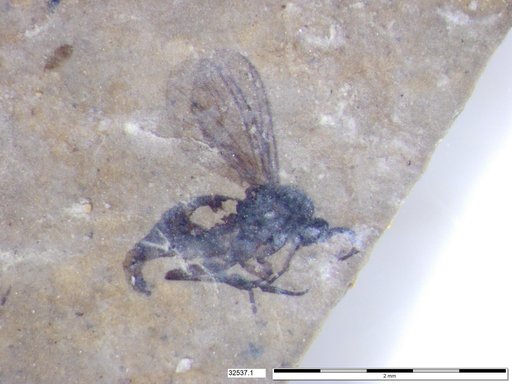Sciaridae