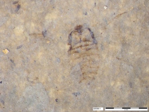 Corixidae