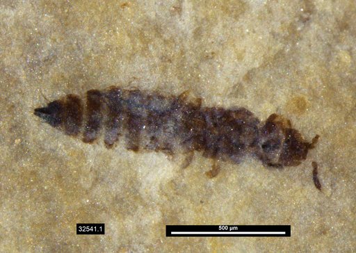 Genus sp