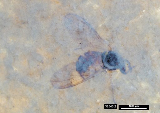 Diptera