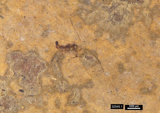 Aphididae