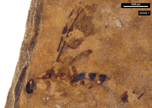 Genus sp