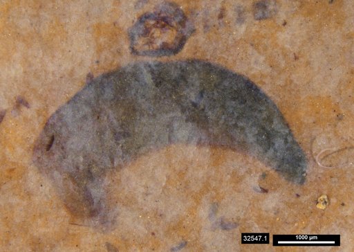 Tracheophyta