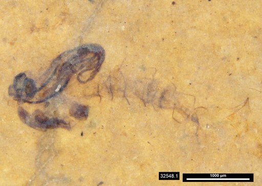 Chaoboridae