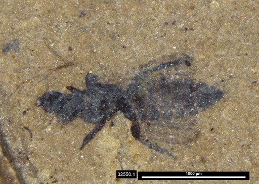 Genus sp