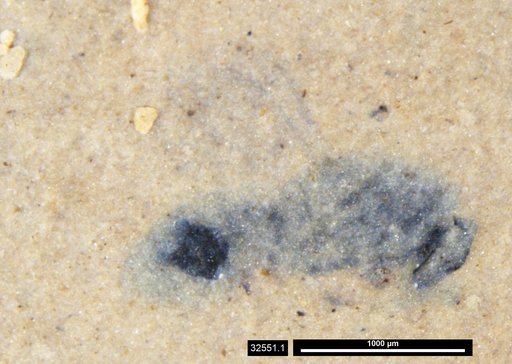 Genus sp