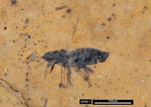 Genus sp