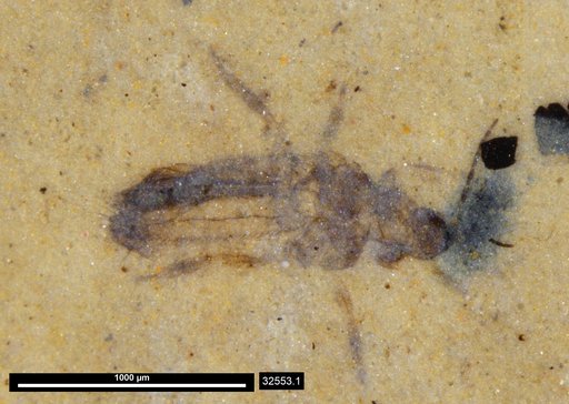 Genus sp