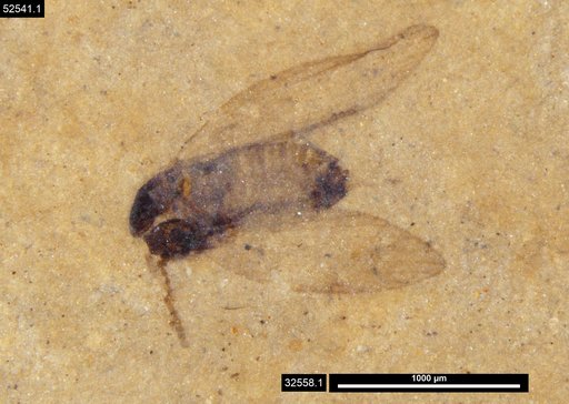 Psychodidae