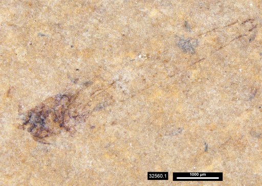Genus sp