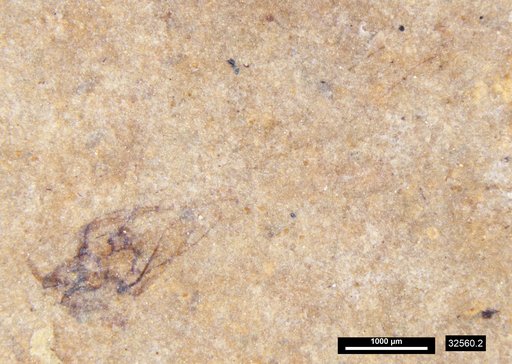 Genus sp
