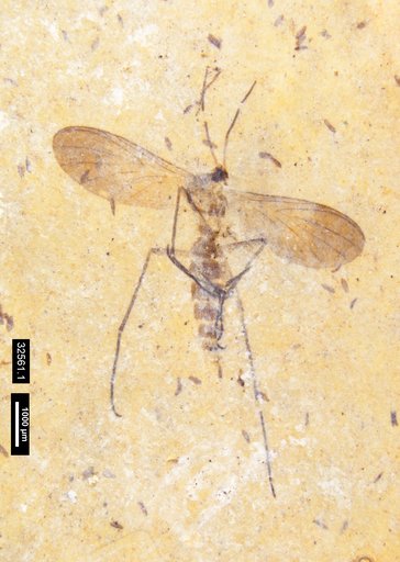 Keroplatidae
