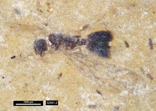 Formicidae