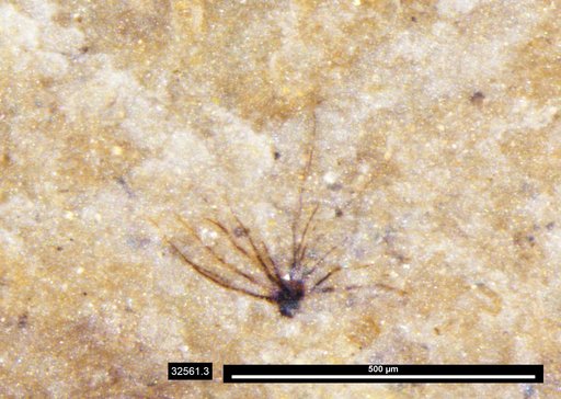 Tracheophyta