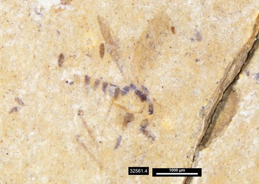 Chaoboridae