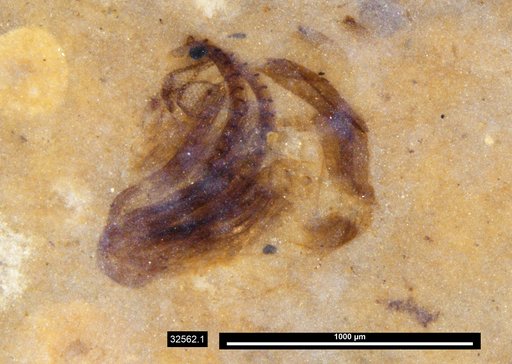 Chaoboridae