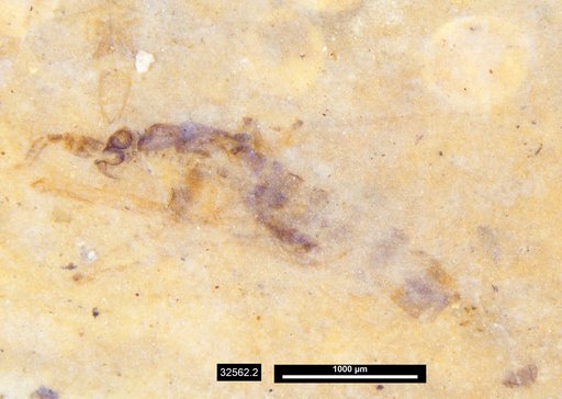 Chaoboridae