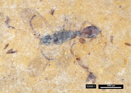 Diapriidae