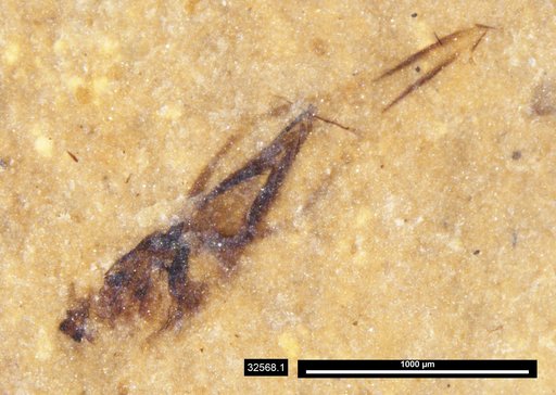 Notonectidae
