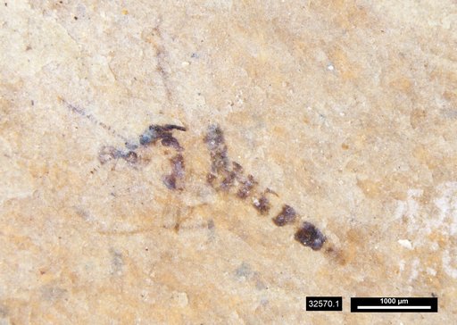 Chaoboridae